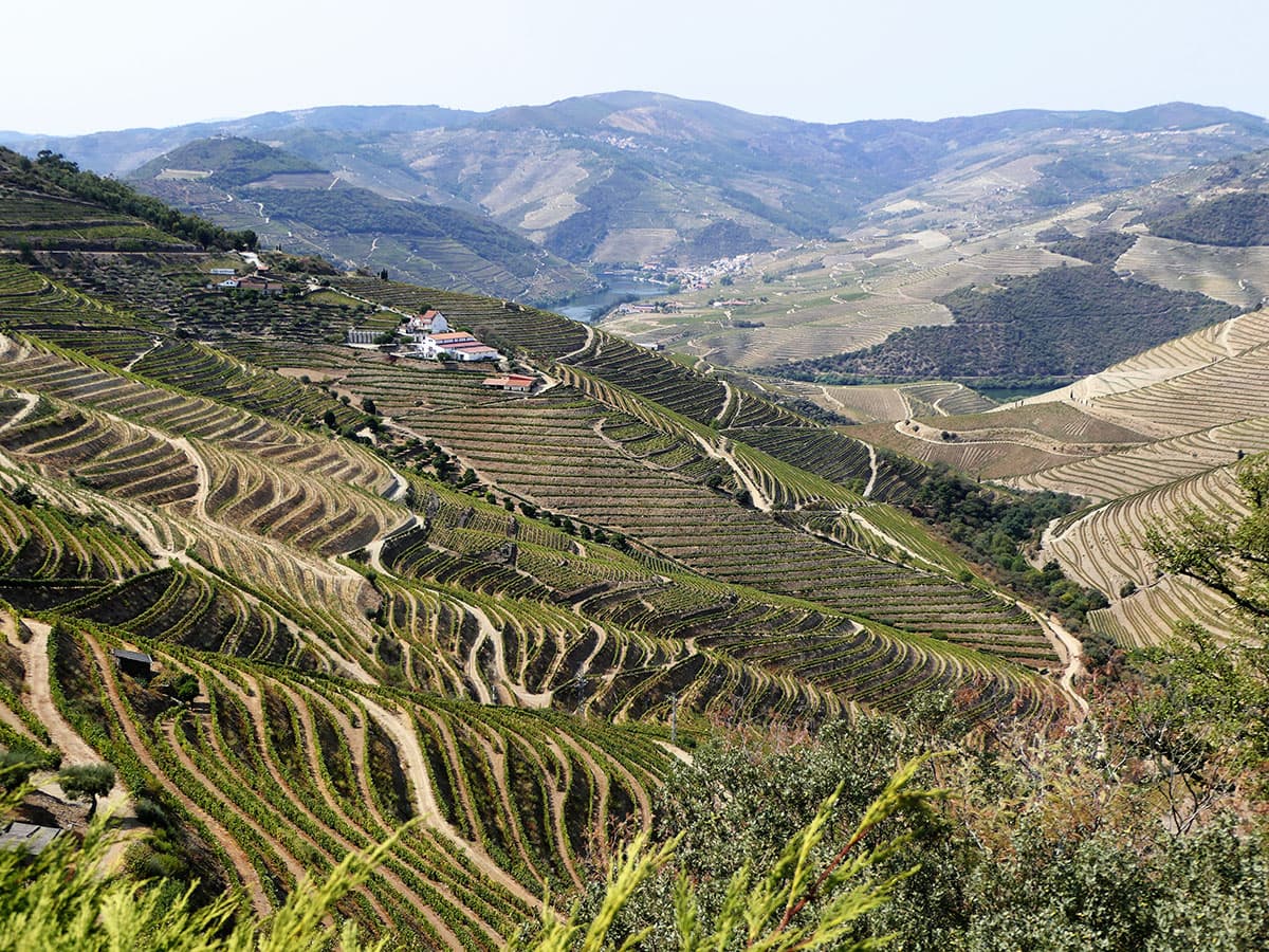 Alto Douro Wine Region